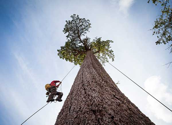 Treeclimbing